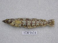 藏品(四棘擬鱸)的圖片